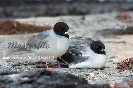 Swallow-tailed gulls (Larus furcatus), South Plaza Island, Galapagos Islands, UNESCO World Heritage Site, Ecuador, South America Swallow-tailed gulls (Larus furcatus), South Plaza Island, Galapagos Islands, UNESCO World Heritage Site, Ecuador, South America