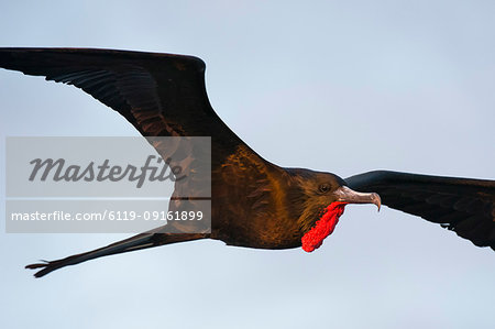 Great Frigate bird (Fregata minor ridgwayi) in flight, South Plaza Island, Galapagos Islands, Ecuador, South America Great Frigate bird (Fregata minor ridgwayi) in flight, South Plaza Island, Galapagos Islands, Ecuador, South America