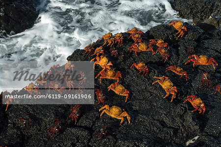 Sally Lightfoot Crab (Grapsus grapsus), Bachas beach, North Seymour Island, Galapagos Islands, UNESCO World Heritage Site, Ecuador, South America