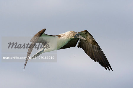 A blue-footed booby (Sula nebouxii) in flight, Galapagos Islands, Ecuador, South America