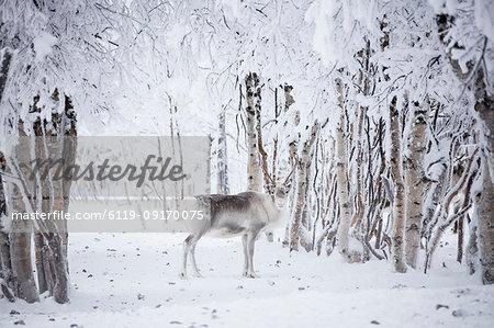 Reindeer in the frozen wood, Levi, Kittila, Lapland, Finland, Europe