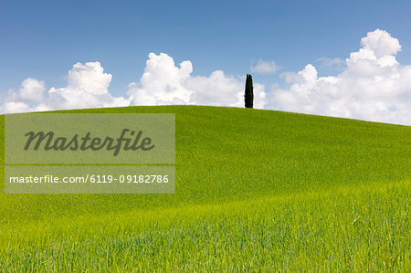 Green fields, Cypress trees and blue sky in Val d'Orcia, UNESCO World Heritage Site, Tuscany, Italy, Europe