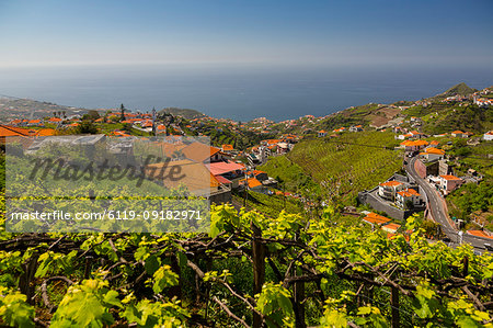 View of vineyard, countryside and Atlantic Ocean near Cabo Girao, Camara de Lobos, Madeira, Portugal, Atlantic, Europe View of vineyard, countryside and Atlantic Ocean near Cabo Girao, Camara de Lobos, Madeira, Portugal, Atlantic, Europe