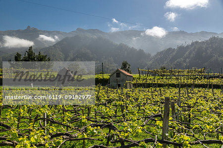 View of vineyard and scenery between Sao Vicente and Funchal, Madeira, Portugal, Atlantic, Europe View of vineyard and scenery between Sao Vicente and Funchal, Madeira, Portugal, Atlantic, Europe
