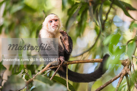 White-faced Capuchin (Cebus capucinus) by Manuel Antonio Beach, Manuel Antonio National Park, Costa Rica, Central America