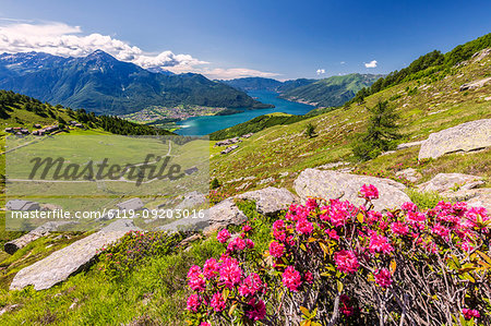 Rhododendrons on Monte Berlinghera with Alpe di Mezzo and Alpe Pesceda in the background, Sondrio province, Lombardy, Italy, Europe