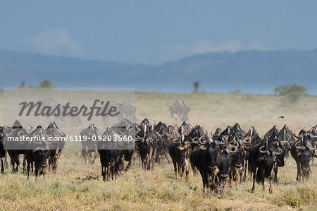 A herd of blue wildebeest (gnu) (Connochaetes taurinus), Ndutu, Ngorongoro Conservation Area, Serengeti, Tanzania, East Africa, Africa