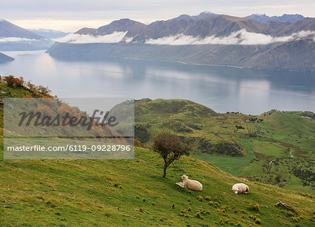 Rural landscape of sheep resting on grass with mountain view, Wanaka, Otago, South Island, New Zealand, Pacific