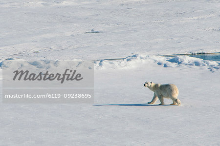 Polar bear (Ursus maritimus) in the high arctic near the North Pole, Arctic, Russia, Europe