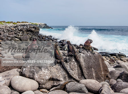 Marine iguanas (Amblyrhynchus cristatus), Punta Suarez, Espanola (Hood) Island, Galapagos, UNESCO World Heritage Site, Ecuador, South America