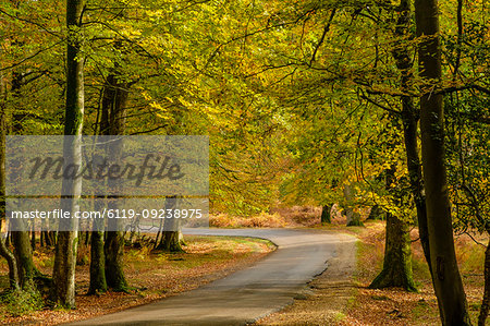 Beech trees and bracken in autumn colour along the Ornamental Drive, New Forest National Park, Hampshire, England, United Kingdom, Europe