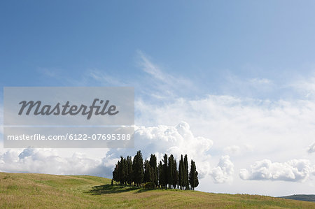 Cypress trees in field, Val d'Orcia, Italy