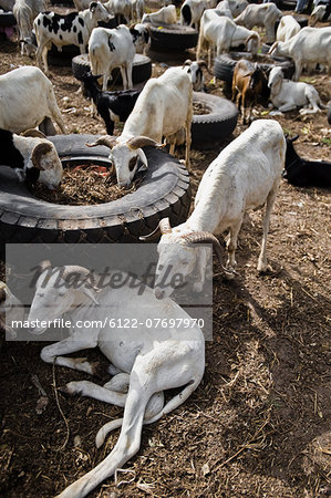 Rams for festival of Tobaski, Roadside livestock market, Brikama, The Gambia