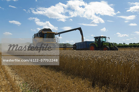 Thresher harvesting wheat