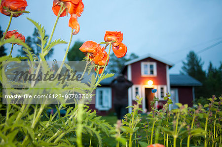 Poppies growing outside house