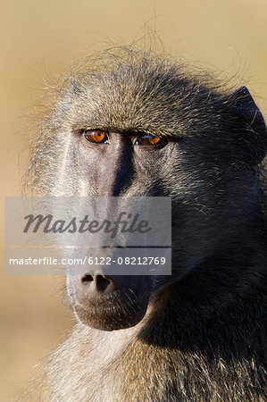 Chacma baboon portrait, Kruger National Park, Africa