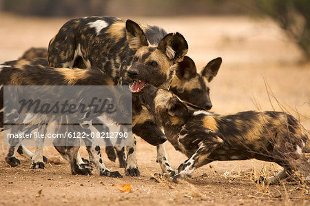 Pack of African wild dogs