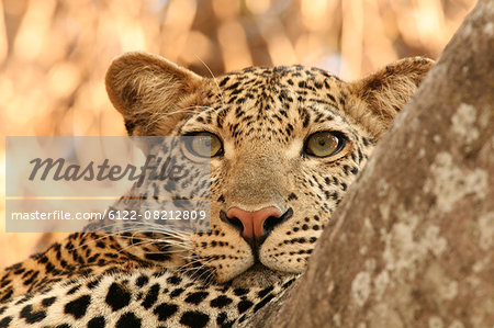 Cheetah, Tanzania