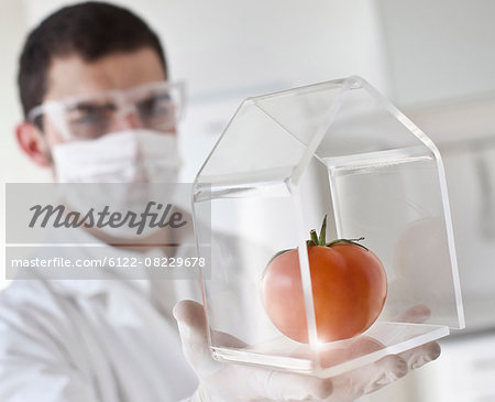 Scientist examining tomato in glass jar