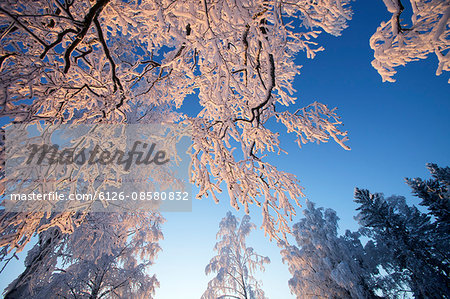Finland, Haukipudas, Winter trees
