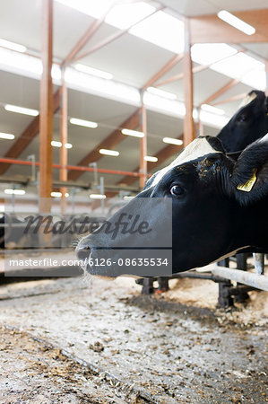 Sweden, Ostergotland, Bleckenstad, Cow in dairy farm