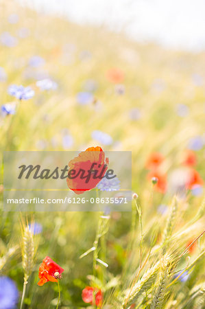 Sweden, Ostergotland, Barley (hordeum vulgare), poppies (Papaver rhoeas) and cornflowers (Centaurea cyanus)