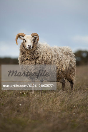 Sweden, Gotland, Side view of sheep on meadow