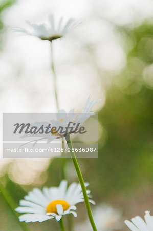 Sweden, Daisy flower (Leucanthemum vulgare) in meadow