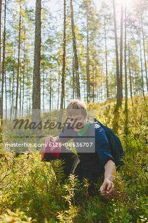 Finland, Keski-Suomi, Jyvaskyla, Young man harvesting blueberries