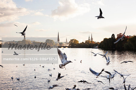 Germany, Hamburg, Seagulls flying over water