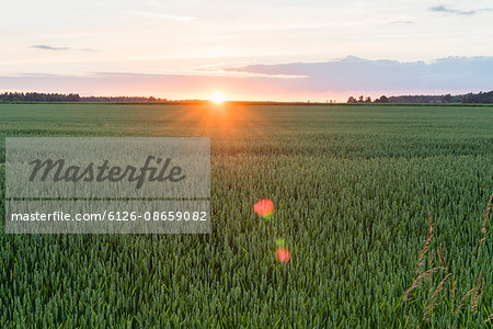Sweden, Sodermanland, Vaderbrunn, Green field of wheat at sunrise