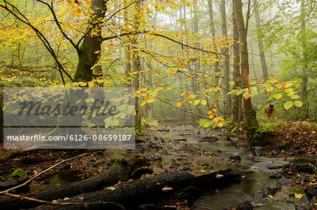 Sweden, Skane, Soderasens National Park, Klova Hallar, Stream in autumn forest