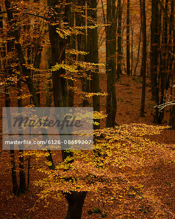 Sweden, Skane, Soderasens National Park, Forest in autumn