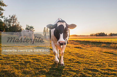 Sweden, Uppland, Grillby, Lindsunda, Cows (Bos taurus) grazing in field at sunset