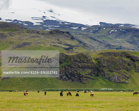 Horses in pasture at feet of snowcapped mountains