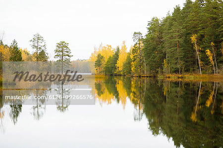 Autumnal forest by lake in Lotorp, Sweden