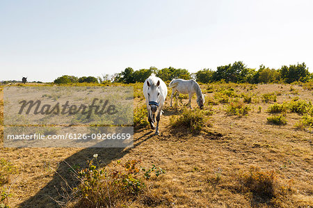 White horses in field