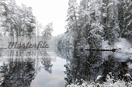 Forest lake with trees covered by snow in Lotorp, Sweden