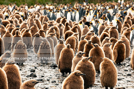 Young Emperor Penguins (Aptenodytes forsteri) walk around together while the adults watch from behind.