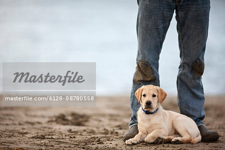Puppy on beach,  lying at owners feet.