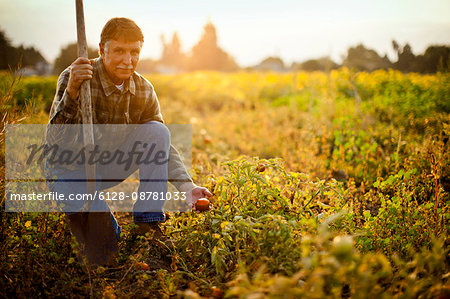 Portrait of a farmer crouching beside a tomato plant in a field of crops.