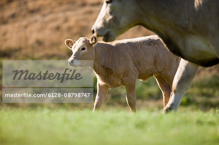 Young calf walking alongside its mother in a green paddock.