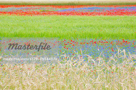 Europe,Italy,Umbria,Perugia district, flowering of Castelluccio of Norcia