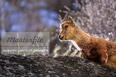 Ibex in Chianale valley, Pontechianale village, Cuneo district, Piedmont, Italy