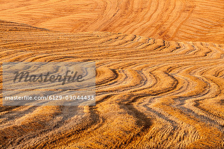 Pienza, Orcia valley, Tuscany, Italy. Details of a field