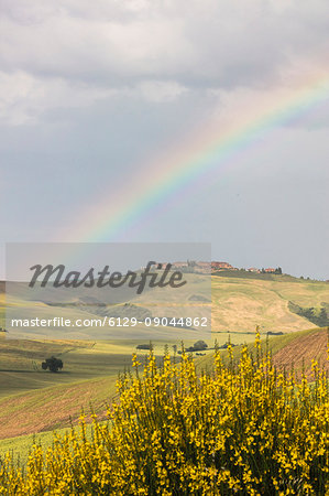 Yellow flowers and rainbow frame the green hills of Crete Senesi (Senese Clays) province of Siena Tuscany Italy Europe