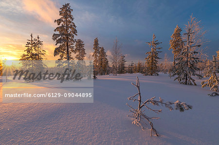 The lights of the arctic sunset illuminate the snowy woods Vennivaara Rovaniemi Lapland region Finland Europe