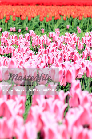 Close up of pink tulips during spring bloom Oude-Tonge Goeree-Overflakkee South Holland The Netherlands Europe