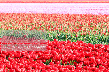 Details of multicolored tulips during spring bloom Oude-Tonge Goeree-Overflakkee South Holland The Netherlands Europe