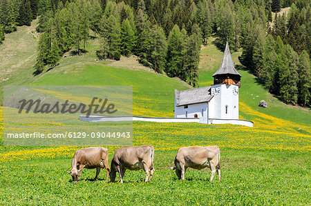 Cows grazing in the green meadows, Davos, Canton of Graubünden, Prettigovia Davos Region, Switzerland Cows grazing in the green meadows, Davos, Canton of Graubünden, Prettigovia Davos Region, Switzerland